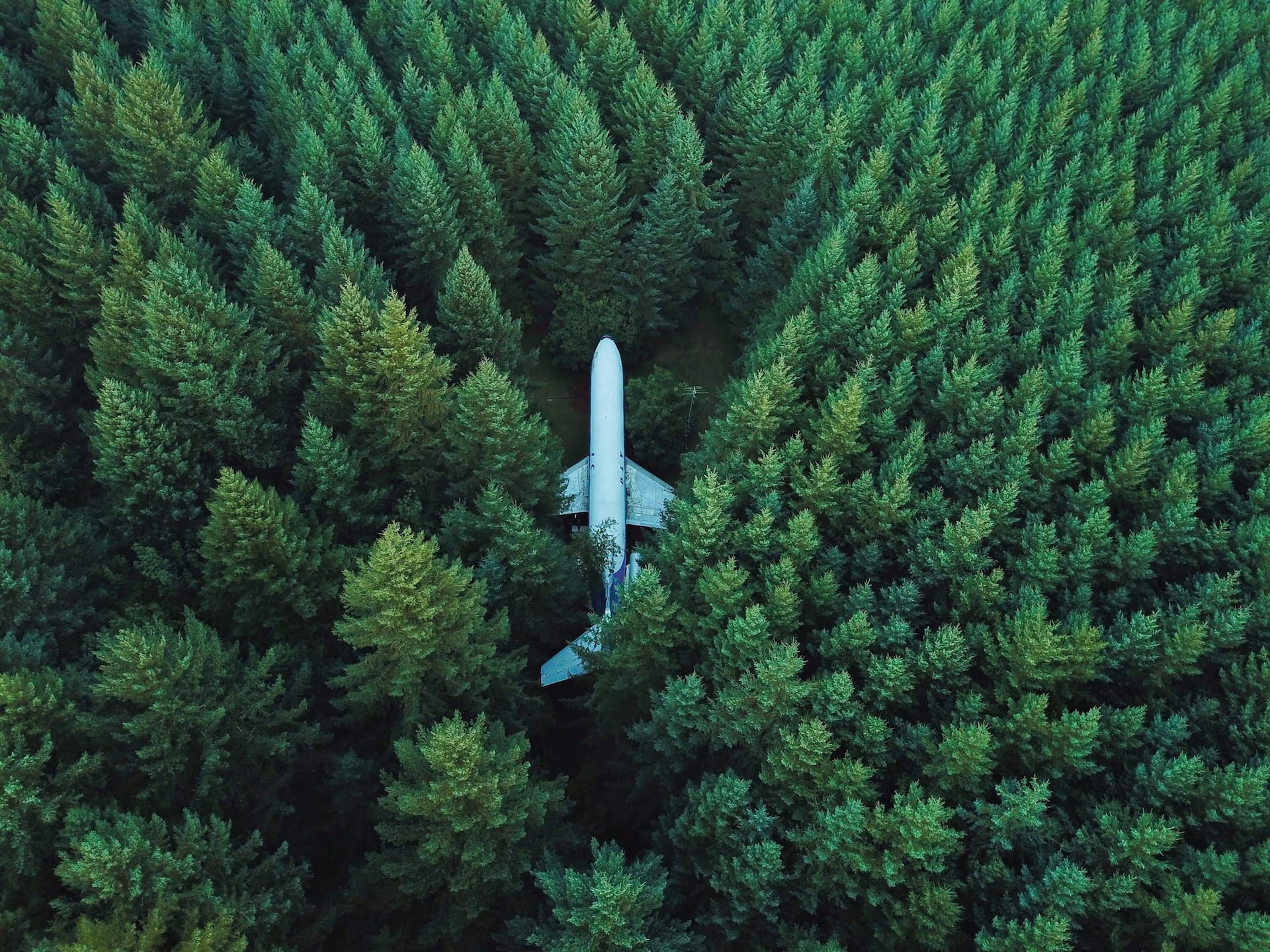 Avion dans les arbres